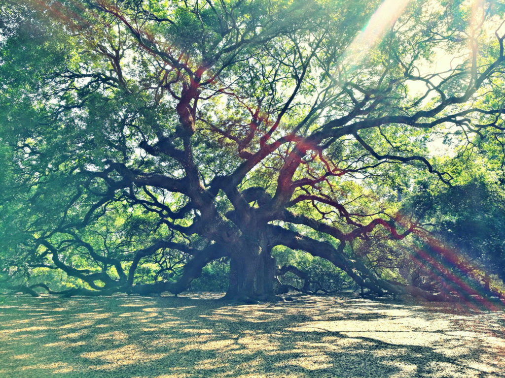Angel Oak tree on Johns Island just outside of downtown Charleston SC