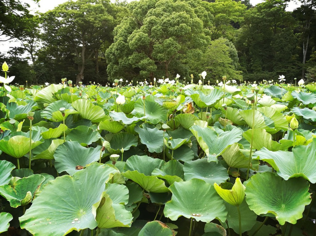 A sea of giant green lily pads in the ponds of the Kamakura shrine.
