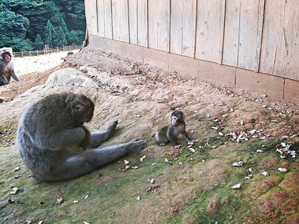 A baby monkey and its momma hanging out on the ground in the shade at the Arashiyama Monkey Park