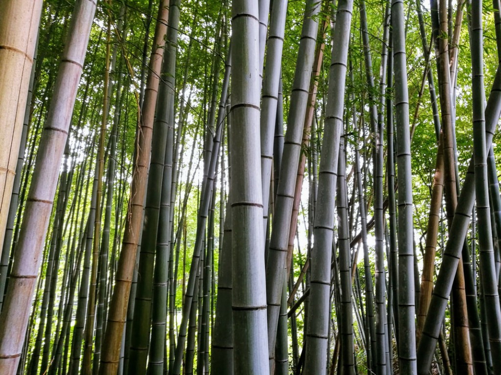 Close up of the thick trunks of the bamboo in the Arashiyama Bamboo Forest.