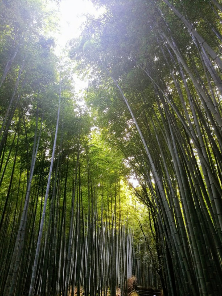 A shady canopy of bamboo in the Arashiyama Bamboo Forest in Kyoto