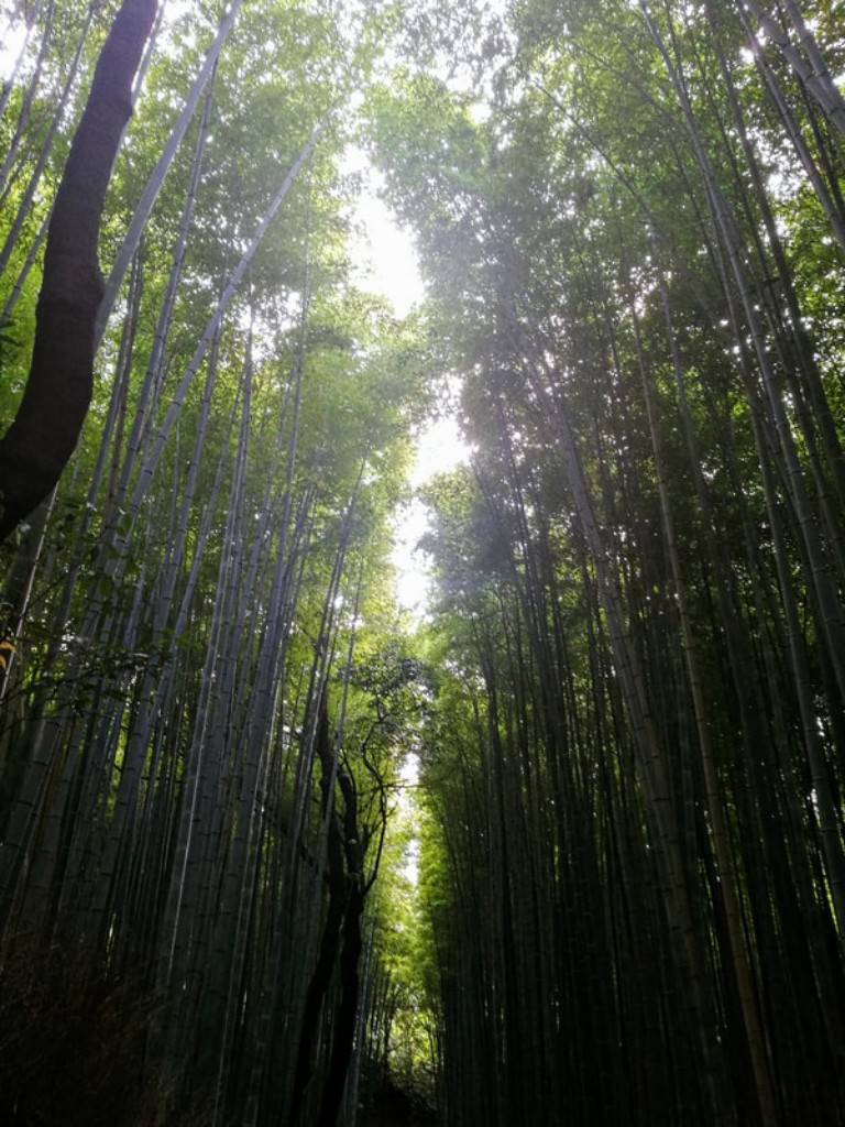 Tall bamboo creates a canopy in the Arashiyama Bamboo Grove
