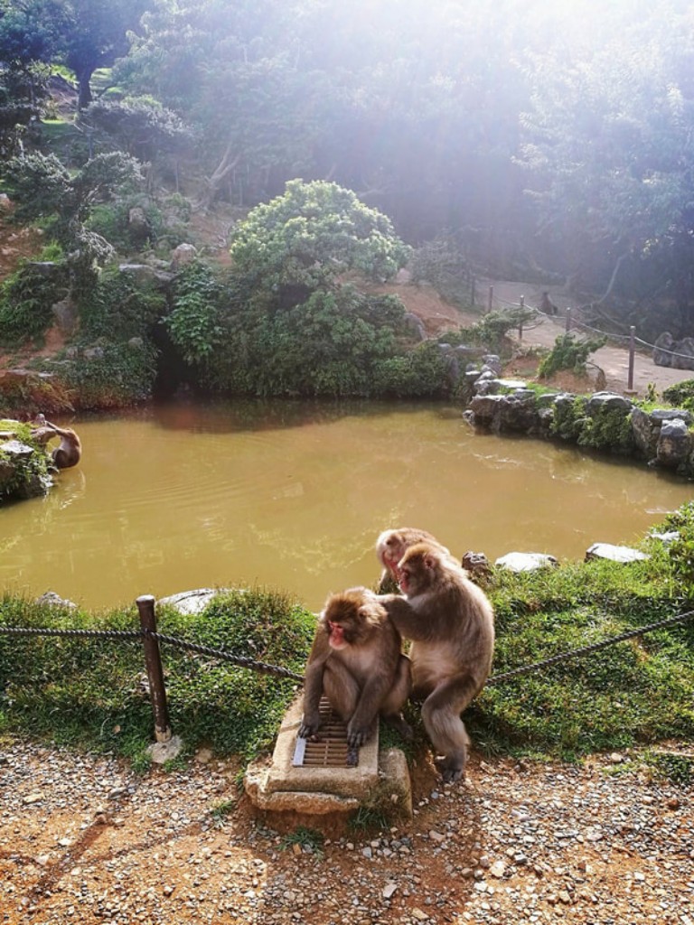 3 monkeys sit beside a pond grooming each other at the Arashiyama Monkey Park